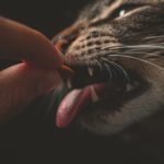 Eine Katze frisst ein Stückchen Karotte