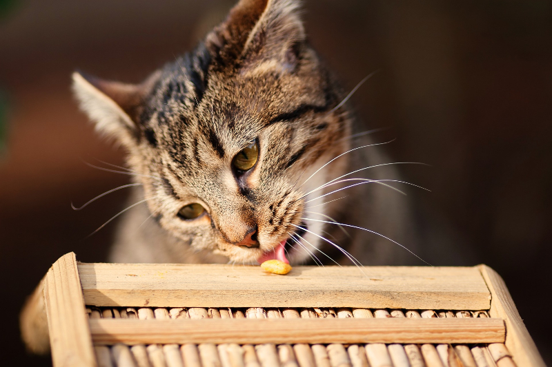 Katze isst Spinat