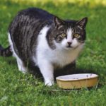 Katze isst Leber