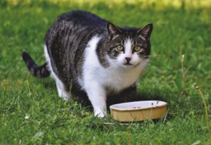 Katze isst Leber