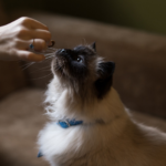 Katze die mit Hand gefüttert wird