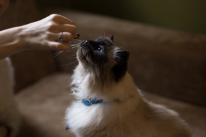 Katze die mit Hand gefüttert wird