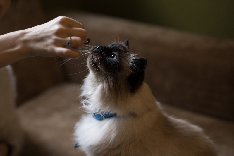 Katze die mit Hand gefüttert wird