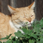 Katzenminze-Katze-Titel