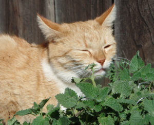Katzenminze-Katze-Titel
