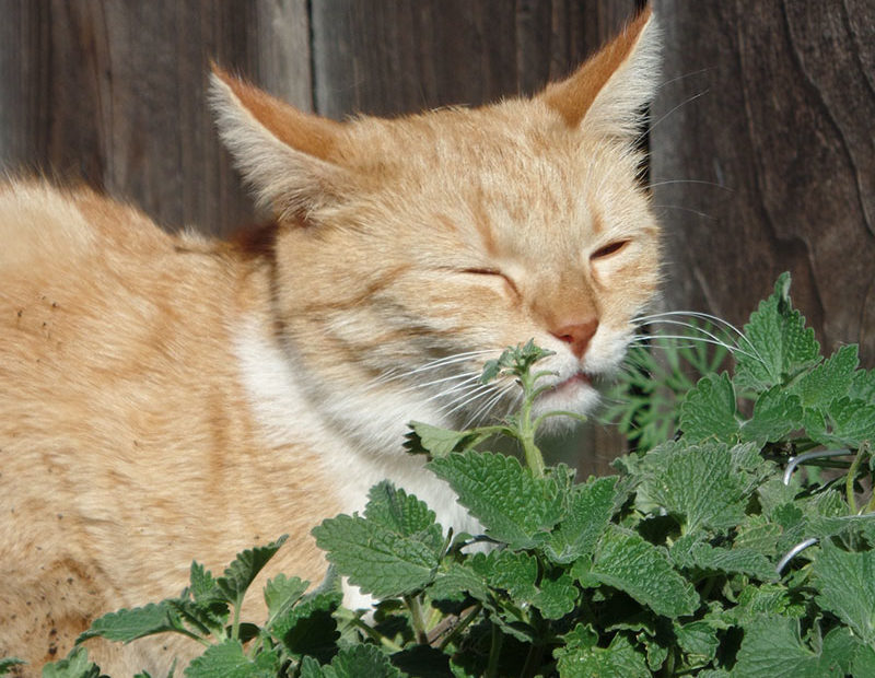 Katzenminze-Katze-Titel