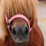 Ponyhalfter