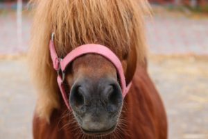 Ponyhalfter