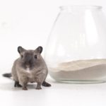 Sandbad für Nagetiere