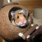 eine Schutzhütte mit einem Hamster