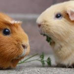 Futterbaum für Meerschweine