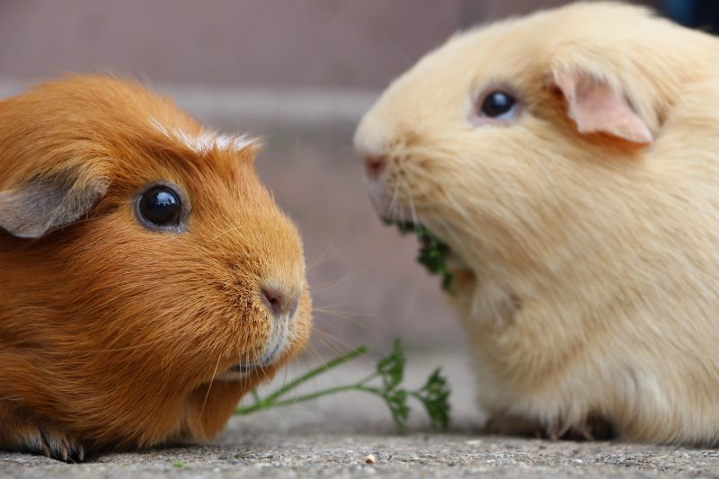 Futterbaum für Meerschweine