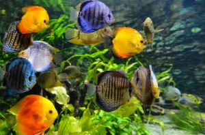 Fische im Aquarium