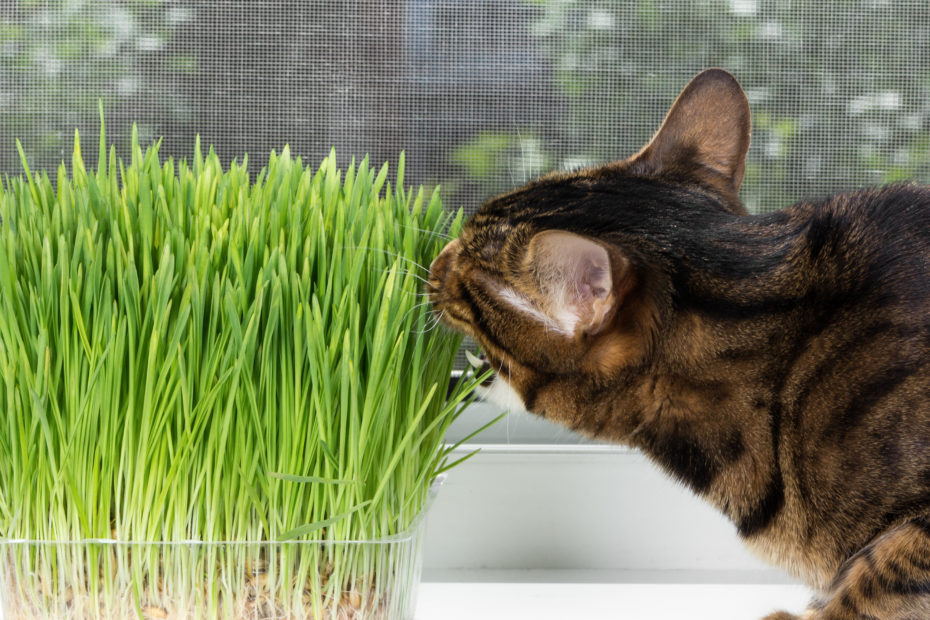 Katze schnuppert an Gräsern