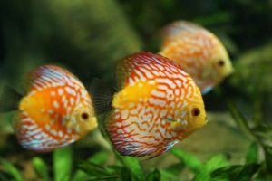 Eine kleine Gruppe Fische schwimmt zum Diskusfutter.