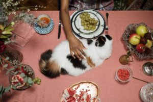 Katze auf dem Esstisch