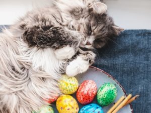 Katze liegt neben Ostereiern