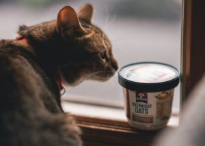 Katze neben Haferflocken