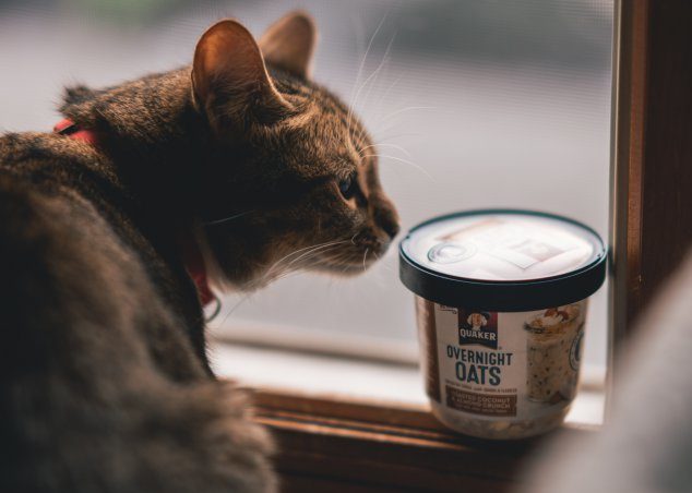 Katze neben Haferflocken