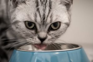 duerfen-katzen-hundefutter-essen