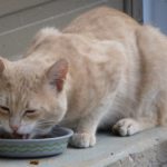 Katze, die aus einem Napf frisst