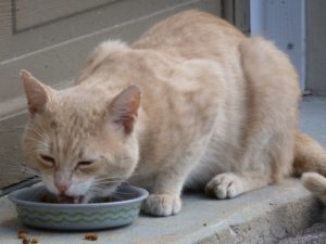 Katze, die aus einem Napf frisst