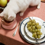 Katze trinkt aus Tasse auf Tisch daneben Weintrauben