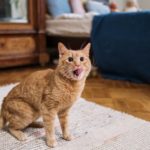 duerfen-katzen-wurst-essen