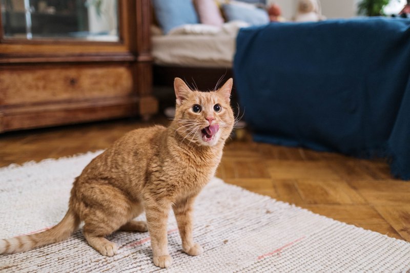 duerfen-katzen-wurst-essen