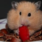 Hamster im Hamsternapf
