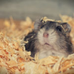 hamster-mit-weichholzstreu