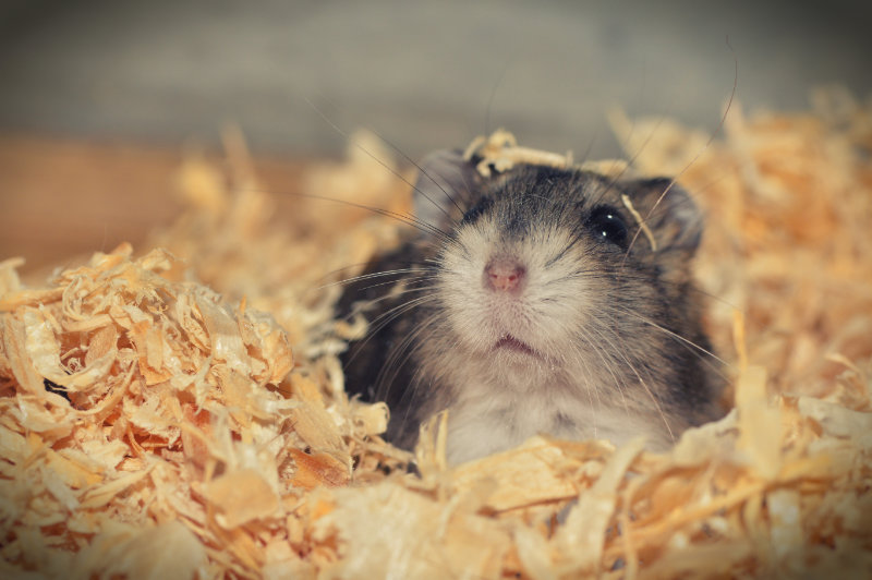 hamster-mit-weichholzstreu
