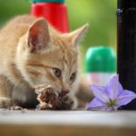 Eine rote Katze frisst gerade einen Knochen