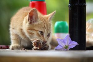 Eine rote Katze frisst gerade einen Knochen