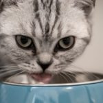 Eine Katze frisst Schinken