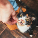 Katze wird ein Hundeleckerli gegeben