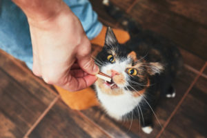 Katze wird ein Hundeleckerli gegeben