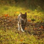 Katze läuft im Wald
