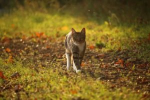 Katze läuft im Wald