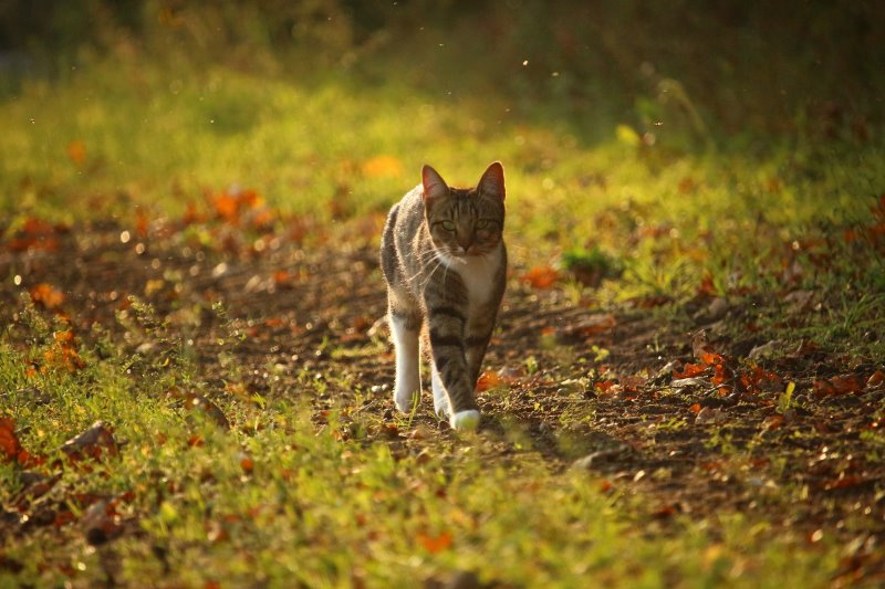 Katze läuft im Wald