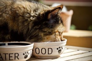Dürfen Katzen Nudeln essen?