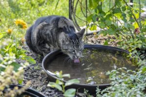 Katze trinkt Wasser