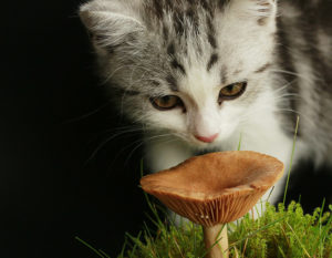 Katze die an einen Pilz schnuppert