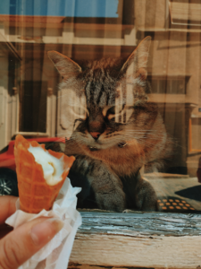 Katze sieht Eis durch Fensterscheibe
