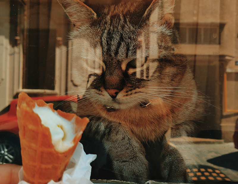 Katze sieht Eis durch Fensterscheibe