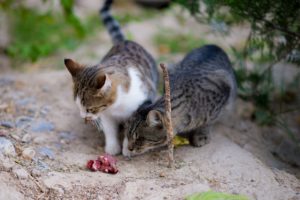 Katzen fressen Rindfleisch