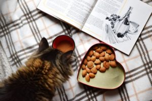 Katze neben Nüssen