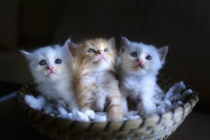 Drei kleine Babykatzen, in einem Korb.