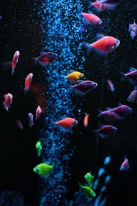 Schwimmende Fische