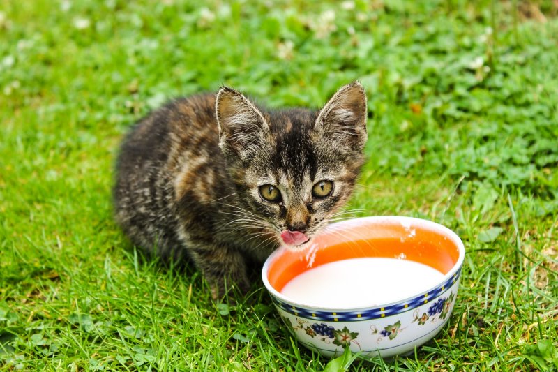Eine Katze trinkt Milch aus einem Schale.